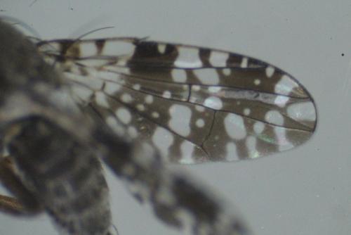 Réf. 252 724 : Tephritis ruralis
